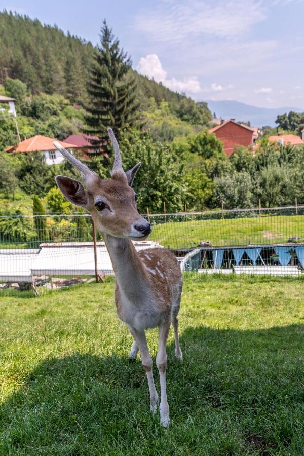Tihiat Kut Complex Hotell Kjustendil Exteriör bild